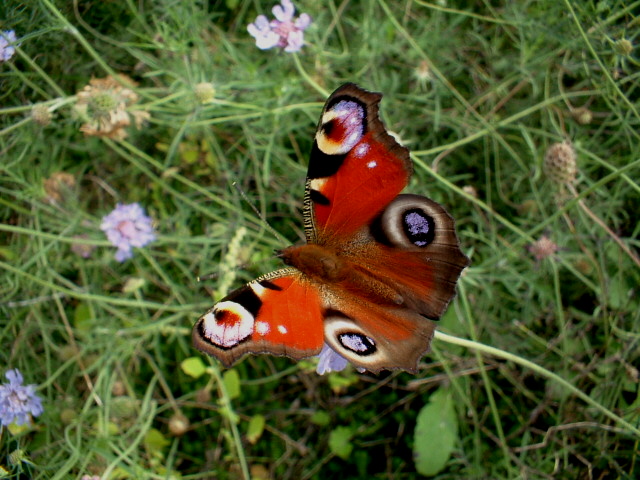 Aglais io